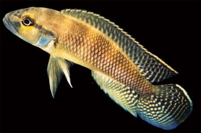 Neolamprologus devosi
